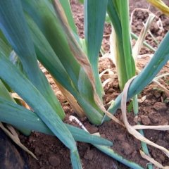 章丘大葱早买早赚,绣惠苗发勇诚信合作