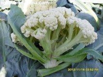 江苏沛县白面青梗松花菜菜花著名品种