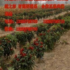 扶沟辣椒何去何从,河南崔雅杰诚信合作