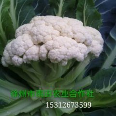 产地直销松花菜，散花菜