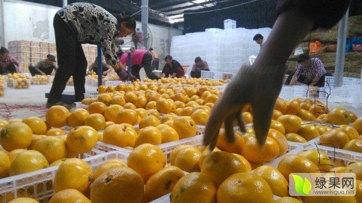 2015年湖北枝江宜昌蜜桔价格