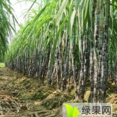 宾阳甘蔗著名品牌,黎塘黄炳联诚信合作