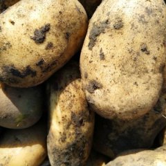 呼兰白奎小田10月荷兰七号土豆