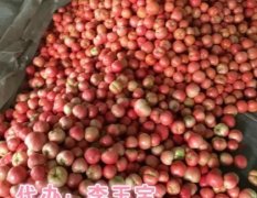 2015临淄西红柿国庆节以后大量供应。。。李玉宝