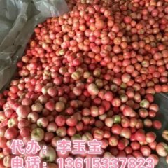 2015临淄西红柿国庆节以后大量供应。。。李玉宝