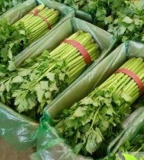 2015年河北永年美国西芹价格