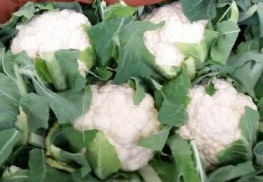 2015永年菜花现在订货有惊喜