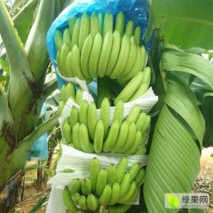 西乡塘坛洛镇威廉斯香蕉