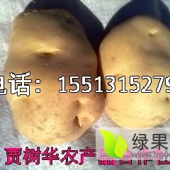 山西神池紫花白 晋薯16 土豆 营养丰富树华诚信