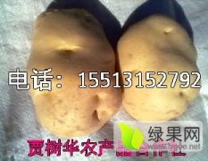 山西神池紫花白 晋薯16 土豆 营养丰富树华诚信