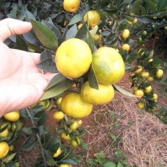 广西富川南丰蜜桔柑橘质量上乘