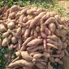 商19种薯出售中