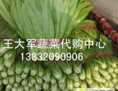 河北邯郸王大军油麦菜供应中心