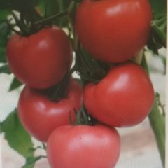 固镇西红柿著名品种任桥绿色家园刘斌诚信合作