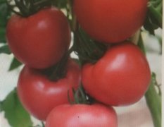 固镇西红柿著名品种任桥绿色家园刘斌诚信合作
