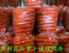 河南开封县三红萝卜营养丰富