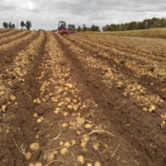 双城公正刘国良10月延薯四号土豆