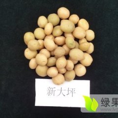 2015安定土豆走过路过不要错过