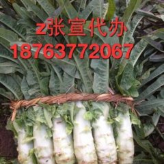 郯城莴苣价格适宜,红花张宣诚信合作