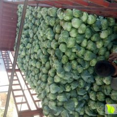 清苑张登小王10月卷心菜甘蓝