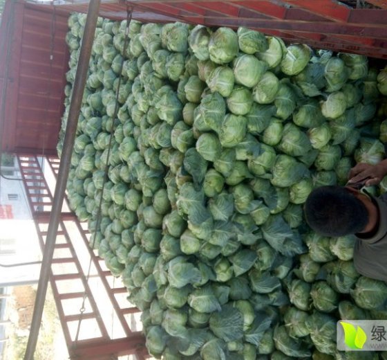 2015年河北清苑卷心菜价格