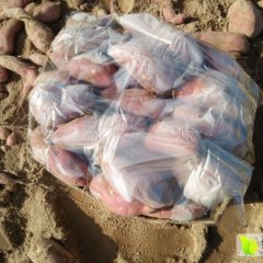 山东临沭苏薯8号红薯质量上乘