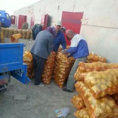 2015安定土豆俏销大江南北