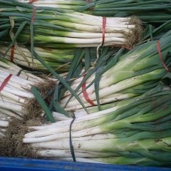 饶阳大葱价格便宜质量好