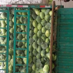 2015君山甘蓝再不来就没机会了！