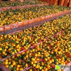 江永柑橘名扬天下迴龙毛容诚信合作