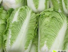2015围场韩国黄心白菜质量高价格低