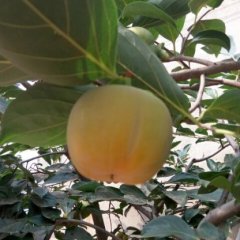 2015五莲柿子走过路过不要错过