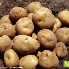 牙克石土豆是名优特产免渡河诚信合作