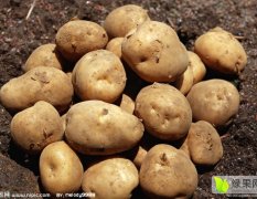牙克石土豆是名优特产免渡河诚信合作