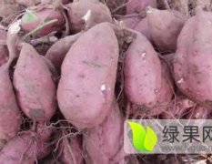 宜阳宜阳刘卫强10月徐薯18号红薯