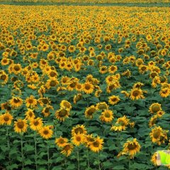 乌拉特前旗葵花假一赔十,西山武再威诚信合作