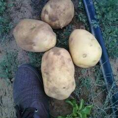 2015鄂托克前旗土豆今年价格有看点