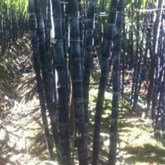 广西供应黑皮果蔗