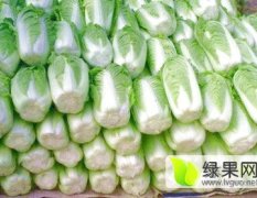河北定州阳春白菜营养丰富