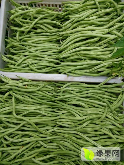 2015年山东莘县芸豆价格