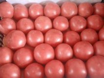 费县胡阳镇姚学祥硬粉西红柿