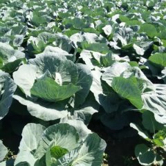 湖北老河口卷心菜甘蓝著名品种