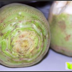 我家是邢台威县 今年种植百亩芥菜疙瘩