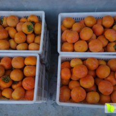 山西临猗阳丰甜柿子名扬天下