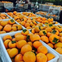 山西临猗甜柿子甜到没朋友