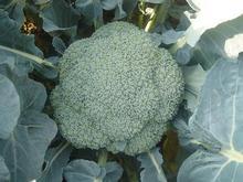 寿光甘蓝是名优特产,口埠刘先生诚信合作