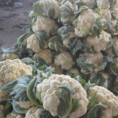 通许蔬菜大市场各种蔬菜