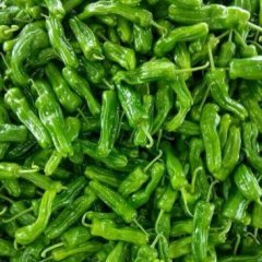 枣庄市薛城区周营铁佛蔬菜基地