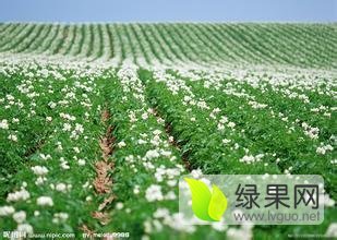 武川土豆营养丰富,武川邓毅诚信合作