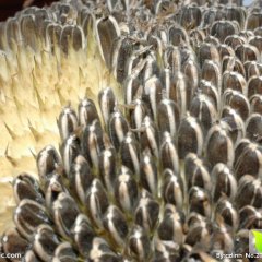 武川葵花欢迎合作,武川邓喜喜诚信合作